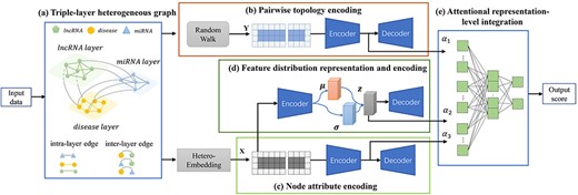 Framework of the proposed VADLP model. Given input data, (A) triple-layer heterogeneous graph is constructed to associate the similarities and correlations across lncRNAs, miRNAs and diseases with inter- and intra-layer weighted edges. Three representations are learned including (B) pairwise topology encoding by random walk and CAE, (C) node attributes by a proposed heterogeneous embedding mechanism and CAE and (D) feature distribution representation and encoding by VAE. The three representations are adaptively fused by (E) attentional representation-level integration for final lncRNA–disease association prediction. Details of each component are given in Fiures 2–4.
