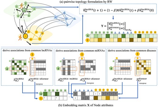 Illustration of extraction process of the proposed pairwise topology and node attributes between a pair of lncRNA and disease. Given 4th lncRNA and 1st disease as an example, (A) the pairwise topology is obtained as the steady-state status of RW over the graph, and (B) the embedding matrix of node attributes are derived from the graph weights via the common lncRNAs, miRNAs and diseases.