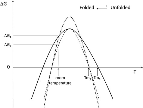 Three examples of protein stability expressed in form of ΔG curve. The equilibrium between folded and unfolded state is described by the ΔG curve. When the ΔG has a positive value, the folded state is predominant. When the unfolded state is predominant, the curve has a negative ΔG value. The ΔG value at room temperature is indicated as the thermodynamic stability of the protein. The thermal stability is given by the Tm value. The Tm value indicates the melting temperature, i.e. the temperature value for which the folded and unfolded states are equally populated. For a given protein stability curve, two melting temperatures exist, also indicated as ‘cold’ and ‘hot’ melting points. The curves presented show some examples of how protein stability can be affected by an amino acid substitution. The wild-type protein stability is described by the continuous line, with thermal stability Tm1 and thermodynamic stability ΔG1. The dotted curve shows one possible effect of a substitution: the thermodynamic stability is unchanged, while the thermal stability decreased to Tm2 value. The segmented curve shows another possible effect of a substitution: both the thermal and thermodynamic stability are decreased. As examples of other possible effects of the amino acid substitution (not shown), the curve may shift on the temperature axis, or may be flattened, or both, consequently the thermal and/or the thermodynamic stability may change.