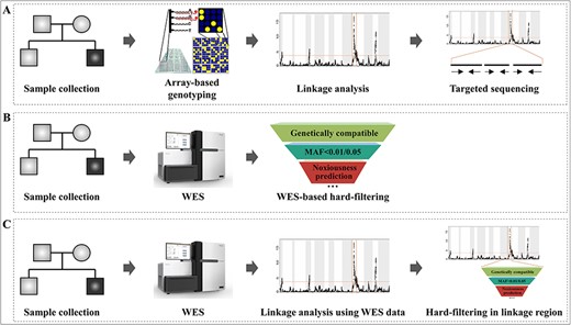 Development of the disease-associated variants identification strategy. (A) Traditional linkage analysis workflow. (B) WES-based hard-filtering approach. (C) Perform linkage analysis using WES data directly and further screen candidate variants within the linked regions.