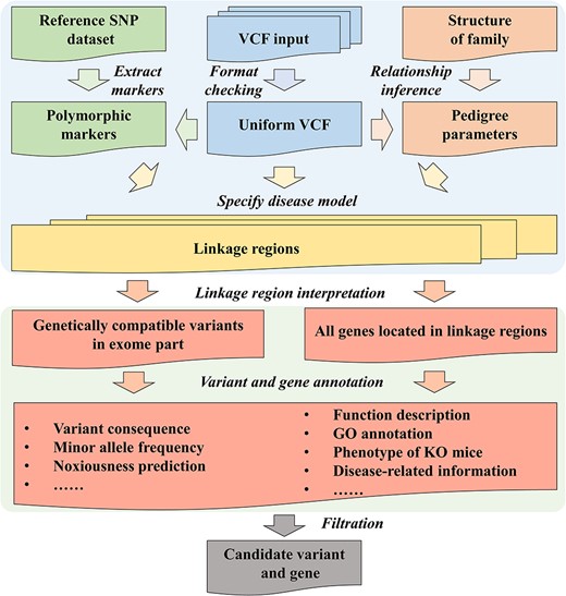 The architecture of PedMiner. The linkage region detection function is based on the Lander–Green algorithm and VCF files can be upload directly. PedMiner provides relationship inference function and graphical visualization of the linkage region. The annotation and filtration functions are provided to prioritize the diseasing-causing variants and genes.
