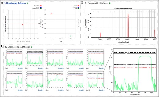 Relationship inference and linkage region interpretation result. (A) Sample relationship and sex inference. (B) Genome-wide LOD score. (C) LOD score for each chromosome and high resolution of LOD score distribution, ‘+’ and red dots represent the selected SNP markers and variants fulfilling the selected genotype pattern, respectively.