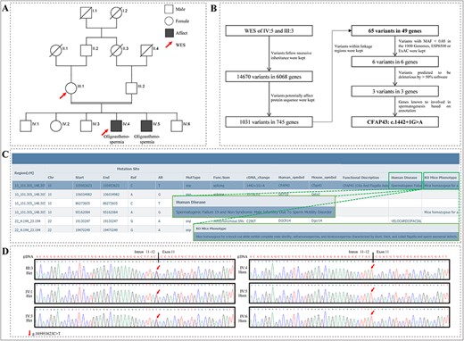 A splice site variant in CFAP43 that causes oligoasthenotspermia in a Pakistani consanguineous pedigree was identified by PedMiner. (A) Pedigree of the Pakistani consanguineous family with two patients affected with oligoasthenotspermia. (B) Flow chart of WES data analysis based on PedMiner. (C) Function annotation information of CFAP43. (D) Sanger sequencing chromatograms of the CFAP43 splice site variant in family members.