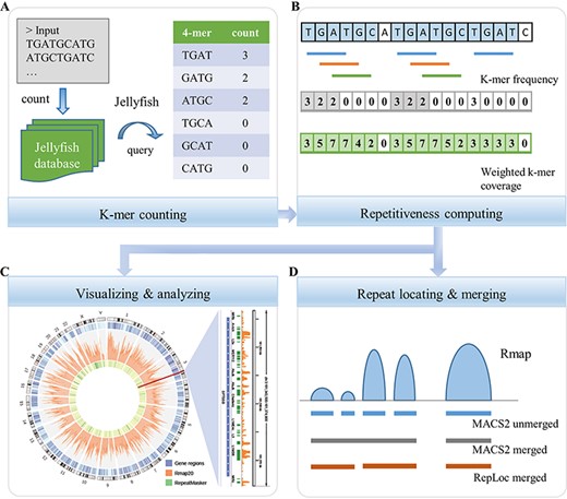 The workflow of RepLoc. (A) The k-mer counting step consists of two parts. First, count the frequencies of all k-mers in the input genome sequence by using Jellyfish. A database will be generated for the next step. Second, query the frequencies of all k-mers in input sequences from beginning to end. The final results of this step are lists of k-mers (left column) and their counts (right column). Unique k-mers are counted as 0 in this study. (B) Sequence repetitiveness computing. The results of traditional k-mer frequency and weighted k-mer coverage are shown on a sequence with a length of 18 bp. The sequence contains a two copy repeat ‘TGATGC’ and a repeat segment ‘TGAT’ (shown in light blue). Horizontal bars are three high frequency k-mers (count ≥ 2) in the sequence. The repeat regions that can be detected by k-mer frequency method and weighted k-mer coverage are highlighted with light gray and light green, respectively. (C) Examples of visualization and analysis of the Rmap generated by RepLoc. (D) Call peaks and merge them from the Rmap file. The blue horizontal bars are gapped peaks called by MACS2 bdgpeakcall without merging. The peaks merged by MACS2 are shown in gray. The red bars are the results of RepLoc by considering the fold change of repetitiveness between adjacent peaks.