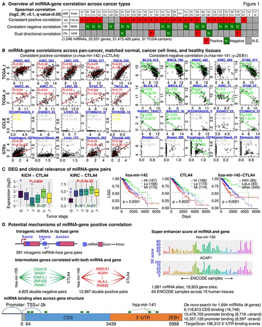 Overview of miRactDB. (A) General output upon miRNA–gene query: correlation profile across TCGA cancers. Representative results are shown for consistent positive and negative correlations, as well as correlation with dual direction in different cancers. N.S., not significant. (B) Example correlation patterns for miR-142~CTLA4 (left) and miR-141~ZEB1 (right) across representative cancer/tissue types in TCGA (both tumour and normal), CCLE (cancer cell line) and GTEx (non-disease tissue). (C) Left, gene expression along normal and different tumour stages; right, clinical relevance by survival analysis based on individual or combined miRNA–gene expression. (D) Evidence for five hypotheses regarding miRNA-associated/miRNA-directed gene activation as indicated in each panel: intragenic miRNA–host gene co-expression; double-negative and double-positive indirect regulation; co-regulation by same epigenetic factor based on ENCODE ChIP-seq for H3K27ac; and direct binding and upregulation by scanning potential miRNA binding sites on the coding and promoter regions of queried gene with TargetScan script.