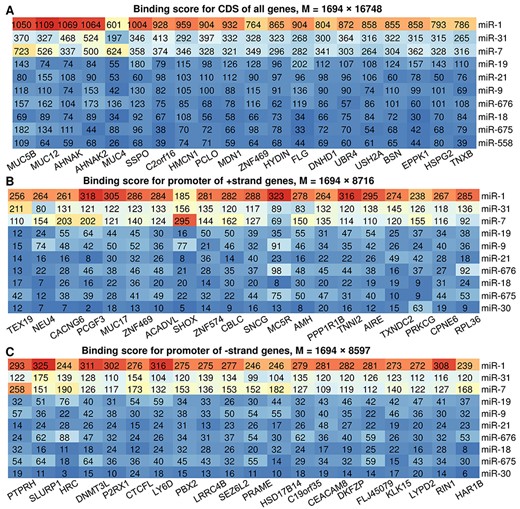 A summary of miRNA binding sites on gene CDS and promoter regions. (A) Top miRNAs (n = 10) and genes (n = 20) ranked by binding score calculated on the coding region for all genes. M refers to the total number of miRNAs and genes in the whole table. (B and C) Top miRNAs (n = 10) and genes (n = 20) ranked by binding score calculated on the promoter region for genes of positive (B) and negative (C) strand.