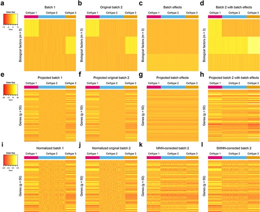 Heatmap of gene expression matrices for simulated data under non-orthogonal scenario. (a–d) 3D biological space with rows of each heatmap representing biological factors and columns corresponding to single cells. (e–h) High dimensional gene expression profiles with rows corresponding to genes and columns again representing single cells. (a, e and i) Correspond to the batch 1 and (b, f and j) correspond to batch 2. (c and g) Provide a visualization for the direction of batch effects in low-dimension biological space and high-dimension gene expression spaces, respectively. (d and h) Sum of (b) and (c) and sum of (f) and (g), respectively, are ‘observed’ data for cells in batch 2 in low and high dimensional space. (i and j) Are the cosine-normalized data for batch 1 and original batch 2. Note ‘original’ is in the sense that no batch effects have been introduced to the data yet. (k and l) Are the MNN and SMNN corrected results, respectively.