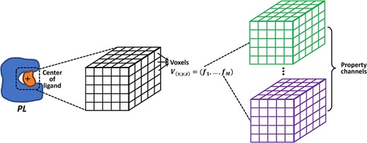 Voxel representation focused on the geometrical center of the ligand in a protein-ligand complex, with $M$ property channels.