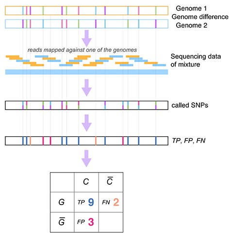 Schematic presentation of the variant calling benchmark. Mixed samples include two HCMV strains at different abundance ratios. A genome alignment of the two strains was used to generate the ground truth, defining divergent and conserved sites, denoted by G (‘genomic difference’) and G (‘no genomic difference’), respectively. Based on the caller, sites were classified as predicted variants C, or predicted conserved C, defining true positive (TP, in blue), false positive (FP, in red) and false negative (FN, in orange) variant calls. If a variant was called that differed from the ground truth variant, this was also considered a FP.