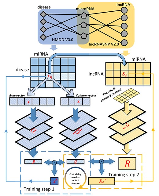 Schematic diagram of multiview multitask learning for microRNA-disease association prediction. There are three neural networks included in the MVMTMDA model (marked as α, β and γ), aiming to learn the embeddings for disease, microRNA and lncRNAs, respectively. The process for training the model contains two steps, which alternatively proceed. p and R are optimized in step 1 and 2, respectively, and q keeps being optimized in both steps.