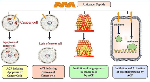 Various mechanism of action of ACPs.