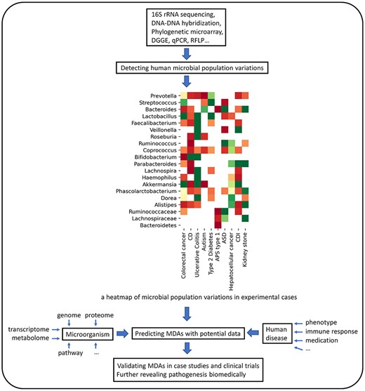 Three main procedures of exploring the relationship between microbes and diseases: (i) Differences between the diseased group and healthy group in microbial populations are captured from metagenome samples based on sequencing technologies. Researchers normalize quantitative differences from reported cases and curate the MDA dataset. (ii) High-confidence MDAs are derived by the computational prediction based on the MDA dataset, microbe-centric data and disease-centric data. (iii) Biologists screen the candidates and seek biomedical interpretation.