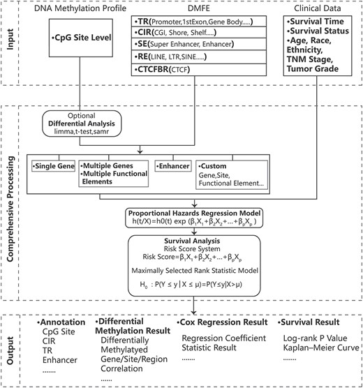 The workflow of SurvivalMeth. SurvivalMeth integrated the DNA methylation profiles, DMFEs and clinical data. SurvivalMeth utilized differential analysis, Cox proportional hazards regression model, risk score system and maximally selected rank statistic model to analyze the function of DMFEs on prognosis. The tabular and visualized outcomes were shown on the result interface, including survival status, regression analysis, K–M plot and annotation.