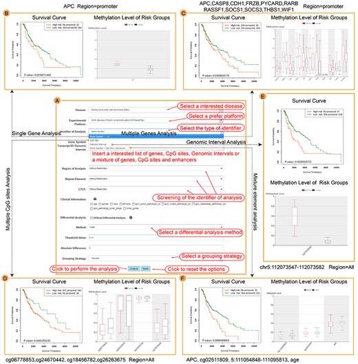 The results of Multiple Case. (A) The input interface of Multiple Case. (B) The survival result of APC promoter in SKCM. (C) The survival result of 11 melanoma biomarkers based on the multivariate Cox proportional hazards regression model. (D) The survival results of four CpG site biomarkers based on the multivariate Cox proportional hazards regression model. (E) The survival result of CpG sites near the region of transcript start site of APC based on the multivariate Cox proportional hazards regression model. (F) The survival result of a mixture list including APC promoter, CpG site, enhancer and age based on the multivariate Cox proportional hazards regression model.
