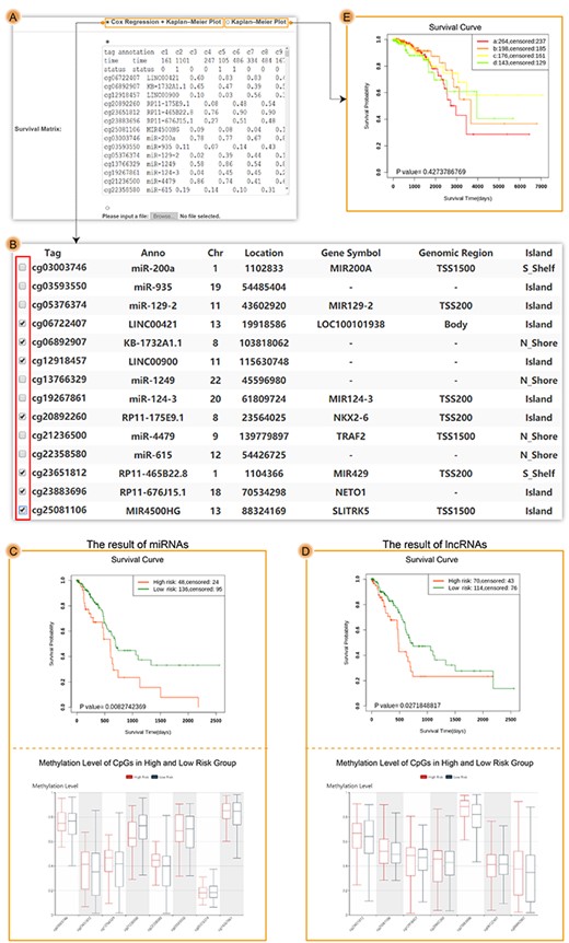 The results of user-defined module. (A) The input interface of user-defined module. (B) The uploaded result interface of user-defined module, in which each row included one DMFE and corresponding annotation information. Users could select one or more DMFEs to perform survival analysis. (C) The survival results of eight CpG sites associated with miRNA. (D) The survival results of seven CpG sites associated with lncRNA. (E) The result of K–M plot with multiple groups.