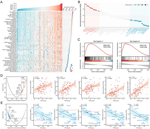 Identification of PPS-related biological processes and drug targets. (A) An overview of the association between PPS and PDS. The correlation coefficient and significance are determined using Spearman’s correlation. (B) The result of gene set enrichment analysis shows high PPS score-associated (red) and low PPS score-associated (blue) biological processes (see also Table S9 available online at https://dbpia.nl.go.kr/bib). Color toward gray on the plot indicates no statistical significance. (C) Two representative GSEA enrichment plots of the ‘Myc targets v1’ and ‘Myc targets v2’ hallmarks. (D) Volcano plot (left) and scatter plots (right) of Spearman’s correlations and significance between PPS scores and protein expression of drug targets (see also Table S11 available online at https://dbpia.nl.go.kr/bib). Red dots indicate the significant positive correlations (P < 0.05, and Spearman’s r > 0.3). (E) Volcano plot (left) and scatter plots (right) of Spearman’s correlations and significance between PPS score and CERES score of drug targets (see also Table S11 available online at https://dbpia.nl.go.kr/bib). Blue dots indicate the significant negative correlations (P < 0.05, and Spearman’s r < −0.5). TP53-mutant hepatoma cell lines are labeled on the scatter plots.