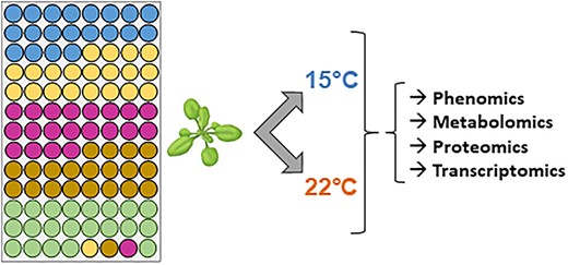 Schematic overview of the strategy and experimental protocol used in this study. Each circle represents one plant and each colour stands for one ecotype of A. thaliana. For each biological replicate grown at 15°C or 22°C, the position of a given ecotype has been changed randomly to avoid position effects. Four free positions in the rack have been completed with one extra plant per ecotype.