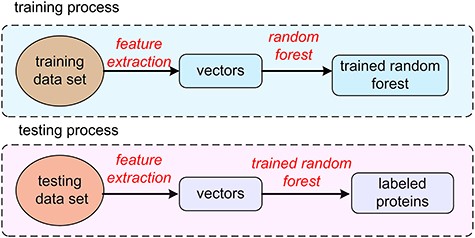 The process of protein prediction.