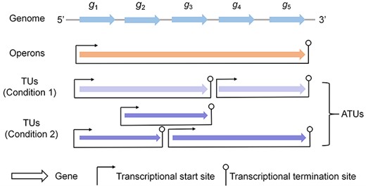 A diagram of operons, TUs and ATUs of the bacterial genome. The genome consists of five genes (blue arrows). These genes form an operon, i.e. (g1, g2, g3, g4, g5) (orange arrow). Actually, genes are dynamically co-transcribed with different gene sets, and each gene set is called a TU (all purple arrows under both two conditions). In some cases, such as under condition 1, TUs are nonoverlapping (light purple arrows). However, TUs are overlapped with each other under certain conditions, such as condition 2 (dark purple arrows). Given the different transcription structures under multiple conditions, the TUs under condition 1 and condition 2 are specifically called ATUs.