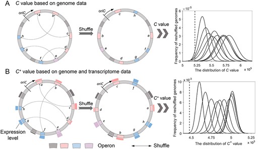 The calculation of C value and C+ value for the actual genome and reshuffled genomes. The blocks (pink, blue, gray and purple) represent operons. The two pathways that pink and blue operons participate in (the same color means those are involved in the same pathway) are used here to show the calculation of C and C+ value. Operon e participates in both these two pathways, and gray operons represent other operons on the genome. The bars outside the circle of B indicate the expression level of genes (operons), which can be assessed from transcriptomic data. oriC represents the origin of chromosomal replication. (A) The C value calculation of E. coli K12. (B) The C+ value calculation of E. coli K12. In each coordinate system, the x-axis represents the C or C+ value, and the y-axis represents the frequency of reshuffled genomes for a specific C or C+ value. We use 1 million permutations by randomly shuffling X% of operons (X = 10, 20, …, 100, respectively) and calculate the distribution of C or C+ value. In this way, 10 curves are generated corresponding to the specific X value from left to right. The dashed line represents the calculated C or C+ value of the actual E. coli K12 genome.