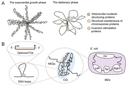 The folded chromosome in cells. The bacterial chromosomes are compactly organized into complex structures. (A) The chromosomal structures of E. coli are different in the exponential growth phase and the stationary phase. (B) The bacterial chromosome is organized at different scales. The operons/TUs along the genome will form DNA loops and large chromosome substructures (i.e. CIDs). Further, independently organized domains (MDs) can be observed.