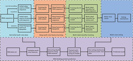 Overall framework of iDeepMV. First, an RNA sequence is sent to the data processing module to get the initial data of the three views, which are then fed into the CNN models to extract the respective deep features. Next, the deep features are used to train the multi-label classifiers to obtain the preliminary prediction. The voting module makes the final decision based on the results of the three classifiers.