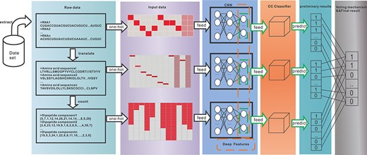 The data flow in the experiment: raw data extracted from the dataset undergoes the processes of data encoding, CNN network model, multi-label classification and voting to obtain the prediction results.