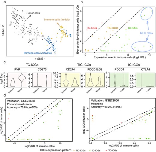 Expression patterns of ICGs. (A) The t-SNE result of classifying solid tumor cells, activated immune cells and inhibited immune cells using the expression of 68 ICGs (from FANTOM5 project). (B) Three expression patterns of ICGs in immune cells and tumor cells: TC-ICGs, IC-ICGs, immune cells dominate; TIC-ICGs, tumor and immune cells bivariate. These were classified by comparing the UQ expression of each ICG between immune and tumor cells. (C) The expression levels of six ICGs shows three expression patterns in tumor and immune cells. (D) Independent validations of ICG expression patterns using two single-cell datasets.