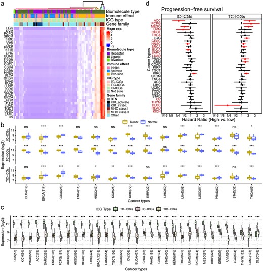 Expression profiles of ICGs in TCGA cancers. (A) Heatmap of the expression of ICGs in 33 cancers from TCGA, scaled by row. Each line is a CT and columns represent ICGs. Each cell in the heatmap represents the mean expression of the ICG in patients with a given cancer. The terms in the annotation bar above the heatmap: biomolecule type, the property of ICGs; immune effect, the effect of ICGs on immunity; ICG type: three types of ICGs as is classified in Figure 1; gene family: the gene family of ICGs. (B) Average expression of different types of ICGs between tumor and normal based on Wilcoxon signed-rank test (*FDR < 0.05, **FDR < 0.01, ***FDR < 0.001). The number behind the CTs indicates the number of paired tumor-normal samples of TCGA cancers. (C) Average expression of different types of ICGs across CTs. Asterisks show the level of significance between TC-ICGs and IC-ICGs based on the Wilcoxon rank-sum test (*FDR < 0.05, **FDR < 0.01, ***FDR < 0.001). The number behind the CTs indicates the number of tumor samples of TCGA cancers. (d) PFS survival difference between high- and low-expression groups of IC-ICGs and TC-ICGs by calculating HR through Cox regression analysis. High and low expression was defined by the median of average expression calculated in (B). Red line indicates a P-value <0.1. Red cancer names indicate cancers in which IC-ICGs and TC-ICGs demonstrated opposite trends in PFS.