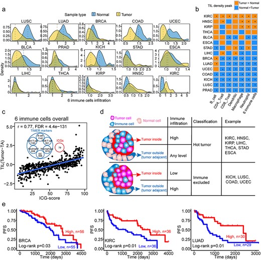 Immune infiltration profiles of tumors as compared with TA tissues, and their association with upregulated ICGs and survival. (A) Density plot of infiltration of six immune cell types (the sum of six immune cells, including B cell, CD4+ T cell, CD8+ T cell, dendritic cell, macrophage and neutrophil cell) in tumor (yellow) and TA tissue (blue). The dashed lines indicate the peak value of the corresponding distribution. (B) Comparison of the density peak of each of the six immune cell types in each CT. The Wilcoxon signed-rank test was used to test the significance between tumor and TA immune infiltration. * indicates the FDR < 0.05, whereas the cell color represents the relationship of the density of distribution of immune infiltration between the tumor and TA group. (C) Spearman’s correlation between the TIL difference (tumor TIL–TA TIL) and upregulated ICGs in paired tumor–TA samples. The Venn diagram in the upper middle part of the figure demonstrates that ICGs are not markers of TIMER to estimate immune cell infiltration. (D) The patterns of immune infiltration in tumor and TA samples and their association with immune hot and immune-excluded tumors. The TCGA CTs are classified into two patterns, which have different immune infiltration status. (E) The difference of PFS between groups with high and low levels of immune cell infiltration.
