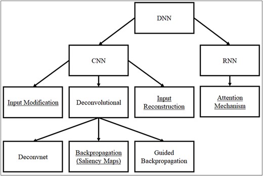 A classification of common DNN interpretation approaches. The underlined ones are used in genomic and epigenomic studies.