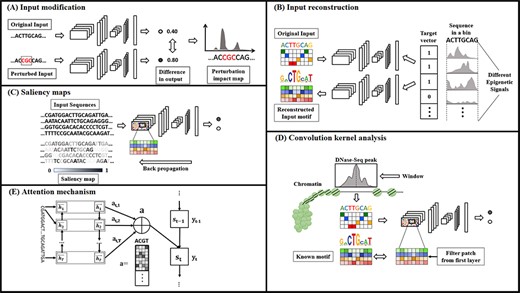 DNN feature interpretation approaches used in genomics and epigenomics. (A) In input modification approach, the effect of changes in the input sequence on the classification decision is measured and visualized as perturbation map. (B) Input reconstruction approach rebuilds an exemplar input that best represents the training weights of the model, which is later compared with the original input. (C) The contribution of the input matrix segments is measured and visualized as saliency maps using backpropagation. (D) In motif finding problems, the first convolution filter of the CNN model is visualized and compared with known motifs. (E) The attention weight mechanism focuses on specific part of the input of an RNN and generates an attention map for that specific input segment on generation of certain output segment.