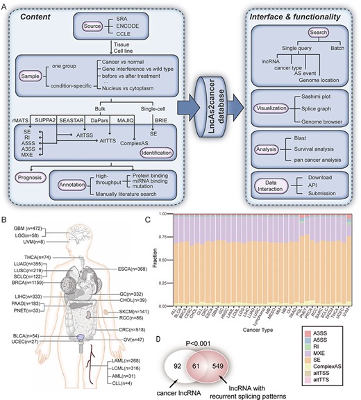 The overview of LncAS2Cancer. (A) The flowchart of database construction. (B) The number of samples in each cancer type. (C) Distribution of different splicing types across cancer types. (D) LncRNAs with recurrent differential splicing patterns were significantly enriched in cancer-associated lncRNAs.