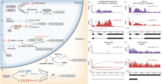 Known lncRNA isoforms were associated with different functions in tumorigenesis. Different functions of lncRNA isoforms and their regulations, including (A) PCAT19, (B) PVT1, (C) NEAT1 and (D) PXN-AS1.The same alternative splicing event of PXN-AS1 was identified in a hepatocellular carcinoma dataset (E) and a glioma dataset (F). (G–H) The switches between PVT1a and PVT1b and NEAT1_1 and NEAT1_2 were observed in colon cancer. CDS, coding sequences.