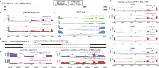 Case studies for lncRNA splicing patterns and their potential regulators. (A) The structure of a SE event. Binding motifs of SRSF9 and PTBP1 were observed in the upstream of the skipped exon (B and C). This event was detected in colon cancer from bulk and single-cell sequencing datasets. (D) The gene interference experiments datasets showed that SRSF9, PTBP1 and MBNL1 affected the exon inclusion. (E) Structure of a SE event for SNHG1. A motif (GCTCCC) of nuclear localization was located in the skipped exon. (F) The exon inclusion efficiency of SNHG1 was higher in the nucleoplasm than cytoplasm. (G) SF3B1 mutation (K700E) was associated with splicing efficiency of SNHG1.