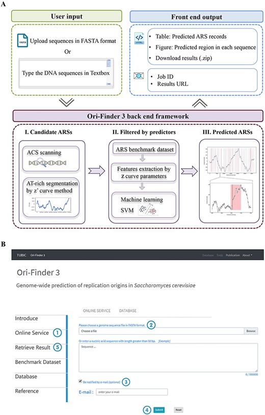 Outline of Ori-Finder 3 and the screen shot of the web server for identifying potential replication origins in DNA fragments or whole genomes of S. cerevisiae. (A) The workflow of Ori-Finder 3. (B) The screen shot of the online service page of Ori-Finder 3.