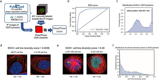 Screening phase-separated candidate proteins with DeepPhase. (A) Overview of DeepPhase for identifying droplet structures in IF images. (B) Receiver operating characteristic (ROC) curves of classification on the test set. (C) Distribution of DeepPhase scores (DS) in 12 073 proteins. (D) IF images of EDC3 in MCF7 cell line and U-2 OS cell line. (E) IF images of SOS1 in U-251 MG cell line and A-431 cell line. (F) Distribution of cell line diversity in candidate proteins.