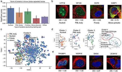 Visualization of proteins localized in phase-separated component. (A) DeepPhase scores of proteins in known phase-separated component. (B) IF images and DeepPhase scores (DS) of known marker proteins in phase-separated components. (C) T-SNE visualization of identified 2343 candidate proteins in the PPI network. (D) Visualization of five clusters in the PPI network. (E) IF images of TP53BP1 and WDR76 (potential PML body-associated members) and SMG5 and ZC3H10 (potential P-body-associated members).