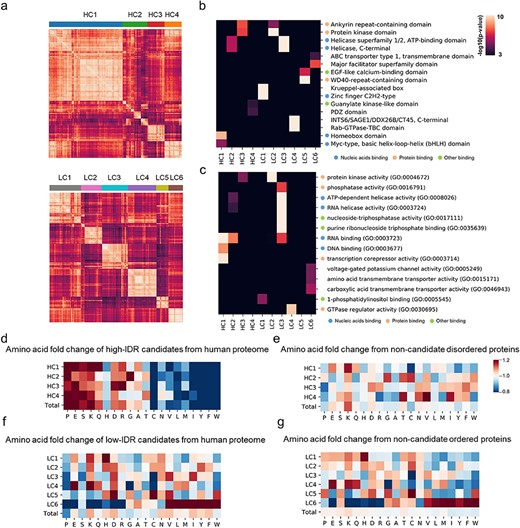 Sequential and functional preference of candidate proteins. (A) Sequence clustering of high-IDR candidate proteins HC1–4 and low-IDR candidate proteins LC1–6. (B) Interpro domain enrichment of proteins in different sequence clusters. (C) Gene ontology enrichment of proteins in different sequence clusters. (D) Amino acid distribution of high-IDR candidate proteins compared with human proteome. (E) Amino acid distribution of high-IDR candidate proteins compared with high-IDR control proteins. (F) Amino acid distribution of low-IDR candidate proteins compared with human proteome. (G) Amino acid distribution of low-IDR candidate proteins compared with low-IDR control proteins.