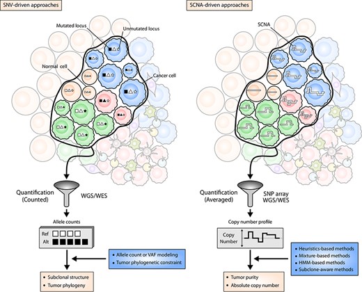 Genome-based approaches for TH characterization. The left panel illustrates the viewpoint of SNV-driven subclonal inference algorithms. Different cancer subclones (denoted by the blue, red and green population of cells) harbor different sets of SNVs at their genomic loci (illustrated as squares, triangles and stars). The variant alleles at these genomic loci are identified and quantified by NGS, and their counts or VAFs are statistically modeled to obtain an optimal estimation of subclonal structure or evolutionary history of subclones. The right panel illustrates the viewpoint of SCNA-driven tumor purity and absolute copy number estimation approaches. Thick white lines inside the cells symbolize the copy numbers of genomic segments. While being quantified by SNP array or NGS platforms, the copy number values are averaged, and therefore resulting copy numbers are not necessarily integers. With the average copy number profiles, SCNA-driven methods infer tumor purity and absolute copy numbers of cancer cells. Note that the extent of contaminating normal cells (smooth circles) are taken into account by both of the approaches.
