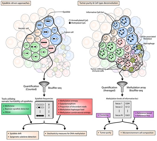 Epigenome-based approaches for TH characterization. Black and white circles denote methylated and unmethylated CpGs, respectively. The left panel illustrates the viewpoint of epiallele-driven approaches. An epiallele is defined as a set of consecutive binary methylation states that spans a short genomic stretch, which usually corresponds to a methylation pattern appearing in a single sequencing read. In this point of view, epialleles show dual characteristics at the same time: somatic heritability and stochasticity. Note that epialleles in subclonal cells are similar enough but not always identical. These patterns of methylation states can be obtained by various sequencing methods, and the frequencies of each pattern are used to analyze epigenetic subclones or measure the extent of epigenomic stochasticity in the tumor biopsy. The right panel depicts the viewpoint of epigenome-based approaches for tumor purity estimation and cell-type deconvolution. The basis of these approaches is the selection of informative CpG loci whose methylation level distinguishes particular cell types from the others. Using the methylation levels of informative CpG loci, the purity of the sample can be inferred by clustering-based approaches, and the composition of constituent cell types can be inferred by reference-based or reference-free methods.
