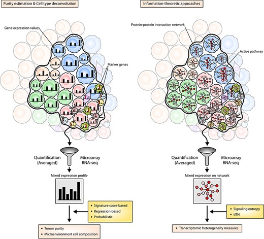 Transcriptome-based approaches for tumor heterogeneity characterization. The left panel illustrates the viewpoint of transcriptome-based computational deconvolution algorithms. The transcriptome data we observe is a mixture of the individual GEP of cells. Note that the expression levels of cell-type marker genes are represented by red bars in tumor microenvironmental cells. One approach to estimate the abundance of a particular cell type is to compute a signature score based on the marker genes exclusively expressed in such cells. Regression-based methods exploit reference GEPs to estimate the weight of linear combination across different cell types. Probabilistic approaches assume the expression levels are probabilistically distributed around reference GEPs and infer reference profiles and cell type abundances. The right panel illustrates the viewpoint of information-theoretic approaches. Each node of the network inside the cells denote each gene, and the redder circle represent the higher expression of the gene. These approaches measure the diversity of active signaling paths (paths with red circles) throughout the population of cells based on the protein–protein interaction network.