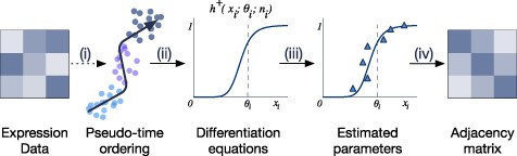 The overall workflow of methods using differential equations. (i) Pseudo-temporal ordering of cells is inferred using external software or embedded functions. (ii) The methods use differential equations to describe the relationship between genes with respect to the inferred time. (iii) Parameters used in the model are estimated using different optimization techniques. (iv) Using the optimized parameters, the relationship between genes are inferred from the declared differential equations to output an affinity matrix of the GRN.