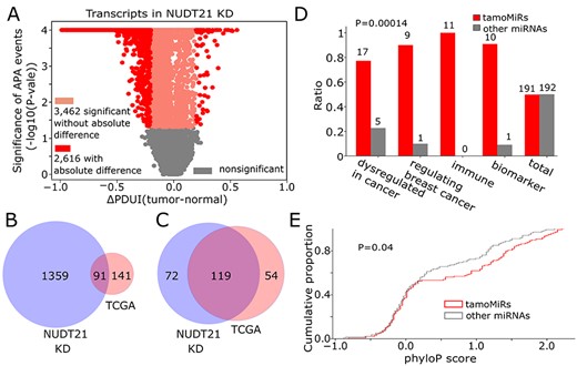 KD of NUDT21, an upstream regulator of global 3′US leading to tumorigenesis, induces a different set of APA genes that changes target sites of the common miRNAs. A. Statistical significance of APA genes in NUDT21 KD experiment data with their ∆PDUI values (tumor-normal). Overlap of B. 3′US genes and C. tamoMiRNAs between TCGA breast cancer data and NUDT21 KD data based on PRIMATA-APA. D. Number of cancer-related miRNAs in 191 tamo- (red) and the other (gray) 192 miRNAs. E. The distribution of phyloP conservation score for 139 tamo- and the other 134 miRNAs.