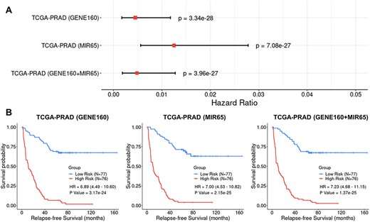 Cox Proportional-Hazards (CoxPH) and Kaplan–Meier (KM) survival analyses of relapse-free survival (RFS) using the GENE160, MIR65 and GENE160 + MIR65 signatures in the TCGA-PRAD training dataset. (A) Forest plot visualizing the hazard ratio (HR), 95% confidence intervals and P value of CoxPH survival analysis. (B) KM curves visualizing the survival probabilities over time for high and low risk groups classified based on the median predicted RFS scores in the cohort.