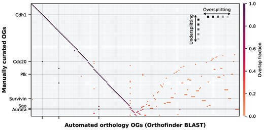Heatmap showing the fraction of overlap of the clusters between the manually curated OGs (only examples are labelled) and the inferred OGs from, in this case, Orthofinder BLAST as example. The manually curated OGs (y-axis) are sorted from the highest to the lowest overlap with an Orthofinder OG (x-axis), creating a diagonal (dark purple). The nondiagonal part (lower right corner) is clustered with the weighted clustering method. On the left side of the diagonal, there are clear examples of undersplitting of the manually curated OGs. To the right of the diagonal (lower right corner), there are clear examples of oversplitting or misclassifications. The colorbar shows the fraction of overlap between the manual OG sequences and the automated OG sequences.
