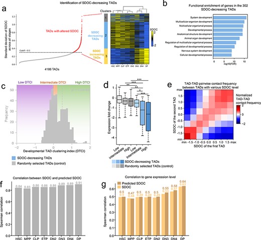 Identification of repressive TAD clusters during T-cell lineage development. (A) Selection of 302 SDOC-decreasing TADs. Left panel: TADs with altered SDOC were first selected by a cutoff of SDOC standard deviation across all developmental stages. Right panel: Heatmap showing the result of unsupervised clustering based on SDOC which identified SDOC-decreasing TADs among the TADs with altered SDOC. Cluster tree shows that the eight development stages were separated to pre- and post-DN2-DN3 stages by unsupervised clustering. (B) Functional enrichment of genes in SDOC-decreasing TADs. (C) Histogram showing difference in DTCI distribution between SDOC-decreasing TADs and random TADs. DTCI groups: ‘low’: DTCI ≤ 0 (violet background), ‘intermediate’: 0 < DTCI < 0.25 (orange background) and ‘high’: DTCI ≥ 0.25 (green background). Black dashed line indicates the median of TCIs for Random TADs. Blue dashed line indicates the median of SDOC-decreasing TADs. Significance: P < 1.5 × 10−45, Kolmogorov–Smirnov test. (D) Boxplot showing expression fold change (DP versus HSC) for each group of TADs. DTCI groups are marked at the x-axis. Significance: *P < 0.05, **P < 0.01, ***P < 0.001, t test. (E) Heatmap showing mean normalized contact frequency between TADs from various SDOC range. (F) Correlation between SDOC and predicted SDOC at the eight developmental stages. (G) Comparison between (i) spearman correlation of SDOC and mean gene expression of TADs and (ii) spearman correlation of predicted SDOC and expression of TADs.