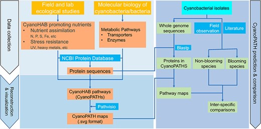 Data collection and curation, pathway reconstruction and visualization and construction of CyanoPATH and its two applications.