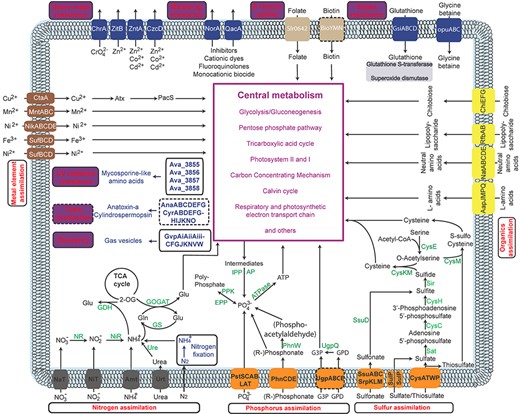 An overview of the pathways associated with CyanoHABs supported by literature, which consists of two types: nutrient utilization (red labels in purple boxes) and stress resistance (red labels in purple boxes). (This picture is reproduced under the Creative Commons CC BY license for open access, which requires no permission).