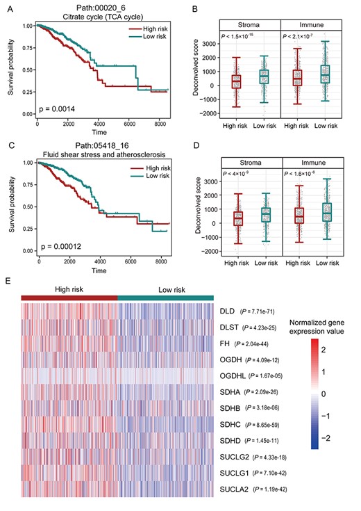 (A) Kaplan–Meier survival curves of patients classified into high-risk and low-risk groups using subpathway path:00020_6 in the TCA cycle pathway. P-value was estimated using the log-rank test. (B) Box plot to show the stromal and immune scores for the patients in high-risk and low-risk groups classified by the subpathway path:00020_6. (C) Kaplan–Meier survival curves of patients classified into high-risk and low-risk groups using subpathway path:05418_16 in the fluid shear stress and atherosclerosis pathway. (D) Box plot to show the stromal and immune scores for the patients in high-risk and low-risk groups classified by the subpathway path:05418_16. (E) Heat map of the normalized expression values of the genes in the subpathway path:00020_6.